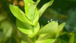 Foto mit Photosynthese an Bacopa caroliniana