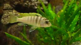 aquarium-von-joseppe-becken-20933_Hongi Weibchen