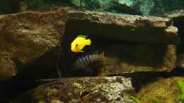 aquarium-von-joseppe-becken-20933_Yellow und Mpanga vor einer Höhle