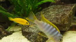 aquarium-von-joseppe-becken-20933_Hongi Bock und Yellow Weibchen