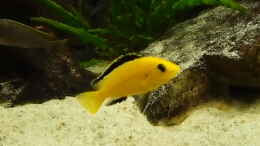aquarium-von-joseppe-becken-20933_Yellow Bock