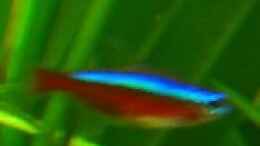 aquarium-von-christopher-walla-becken-2095_Roter Neon
