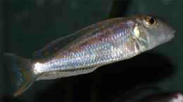 Aquarium einrichten mit Xenotilapia ochrogenys Ndole Männchen (gerade