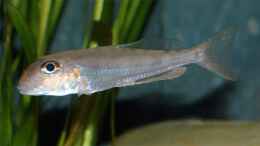 Aquarium einrichten mit Xenotilapia ochrogenys Ndole Weibchen