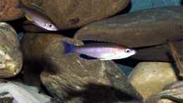aquarium-von-volker-hebestreit-becken-2097_Blauschwänziges Männchen, gelbflossiges Weibchen von C. l.