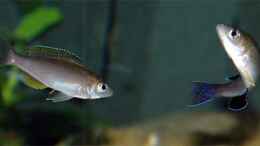 aquarium-von-volker-hebestreit-becken-2097_Blauschwänziges C. tricolor-Männchen balzt gelbflossige 