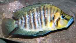 aquarium-von-volker-hebestreit-becken-2097_A. compressiceps, Weibchen 