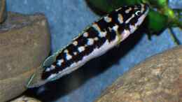 Foto mit Julidochromis marlieri Katoto (?)