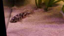 Aquarium einrichten mit Nimbochromis Livingstoni