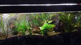 aquarium-von-lady-luzilla-clarkii-wohndschungel_Procambarus Clarkii Wohndschungel