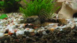 aquarium-von-mike-nebenfuehr-becken-2122_Lilaeopsis novae zelandiae