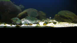aquarium-von-martin4ever-tanganyika-200-cz_Tanganyika 200 - November 2011