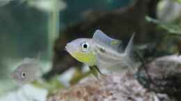 aquarium-von-joerg-mein-wohnzimmersee_Benthochromis Tricoti Burundi Male 