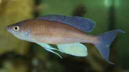 aquarium-von-joerg-mein-wohnzimmersee_Cyprichromis pavo Moliro WF/WFNZ