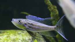 Aquarium einrichten mit Benthochromis Tricoti Burundi Juveniles Männchen