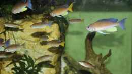 Aquarium einrichten mit Cyprichromis pavo Moliro WF/WFNZ