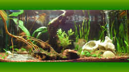aquarium-von-manuela-vogt-becken-2131_sah mal echt schön aus...