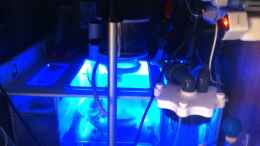 aquarium-von-torsten-nikolaus-becken-21319_Royal Exclusiv Dreambox Filteranlage mit BM 180CS Cone