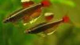 aquarium-von-qmman-amazonas2_Kardinalfische
