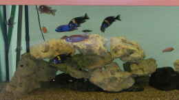 aquarium-von-michael-weber-becken-2135_Neues Aquarium