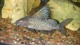 aquarium-von-michael-weber-becken-2135_Synodontis Eupterus