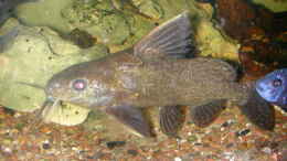 aquarium-von-michael-weber-becken-2135_Wer kennt diesen Fisch??? Synodontis.....