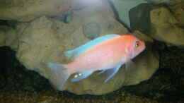 aquarium-von-michael-weber-becken-2135_Zebra Orange 