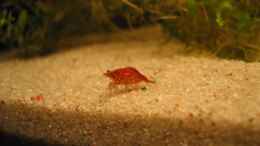 aquarium-von-gerrit-buck-becken-2136_Red-Fire Weibchen