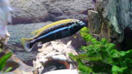 aquarium-von-sandro-haensel-becken-2137_melanchromis auratus 1m