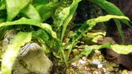 aquarium-von-marko-strassburger-becken-2141_Microsorum pteropus var. latifolius