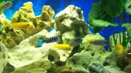 aquarium-von-47-malawi-nicht-mehr-in-betrieb_Kleine stein insel 