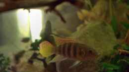 Aquarium einrichten mit Benitochromis batesii Männchen