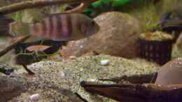 Aquarium einrichten mit Benitochromis batesii Weibchen