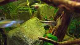 Aquarium einrichten mit Pelvicachromis Paar