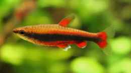 aquarium-von-diveman-red-green-dream_Nannostomus beckfordi sp. Aripiranga (Längsbandziersalmler)