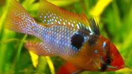 aquarium-von-diveman-red-green-dream_Microgeophagus ramirezi (Südamerikanischer Schmetterlingsbu