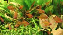 Aquarium einrichten mit Hyphessobrycon pulchripinnis cf. orange bolivia