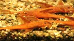 Aquarium einrichten mit Leliella sp. rot (Roter Hexenwels) 