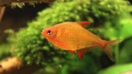 aquarium-von-diveman-red-green-dream_Hyphessobrycon pulchripinnis cf. orange bolivia (Orangensalm