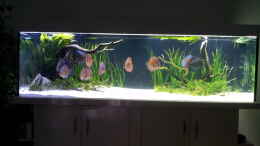 aquarium-von-dani-b-aufgeloest_26.02.2012