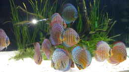 aquarium-von-dani-b-aufgeloest_20.01.2012