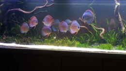 aquarium-von-dani-b-aufgeloest_22.03.2012