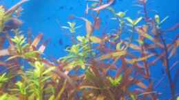 Aquarium einrichten mit Rotala indica - rotundifolia