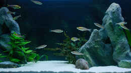 aquarium-von-miriam-sand---und-freiwasserzone-im-tanganjikasee_linke Seitenansicht