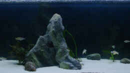 aquarium-von-miriam-sand---und-freiwasserzone-im-tanganjikasee_Mondlicht