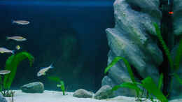 aquarium-von-miriam-sand---und-freiwasserzone-im-tanganjikasee_rechte Seite