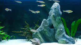 aquarium-von-miriam-sand---und-freiwasserzone-im-tanganjikasee_Mittelteil