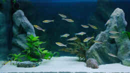aquarium-von-miriam-sand---und-freiwasserzone-im-tanganjikasee_linke Seite