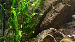 aquarium-von-norbert-ruhnau-becken-216_Cryptocoryne aponogetifolia (Riesen-Cryptocoryne)