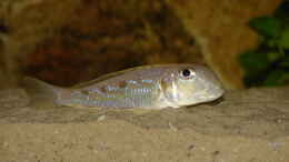 Aquarium einrichten mit Xenotilapia ochrogenys Ndole